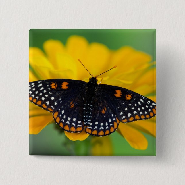 Baltimore Chequered Spot Butterfly 15 Cm Square Badge (Front)