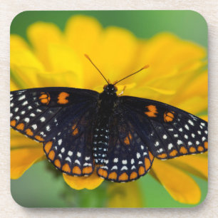 Baltimore Chequered Spot Butterfly Coaster