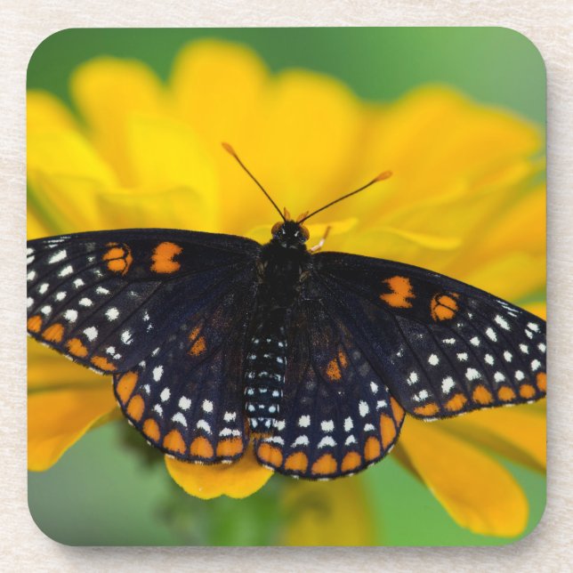Baltimore Chequered Spot Butterfly Coaster (Front)