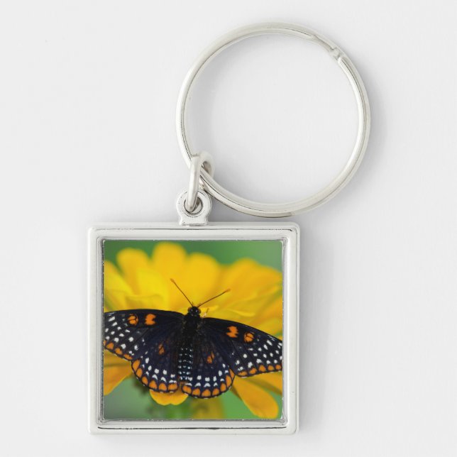 Baltimore Chequered Spot Butterfly Key Ring (Front)
