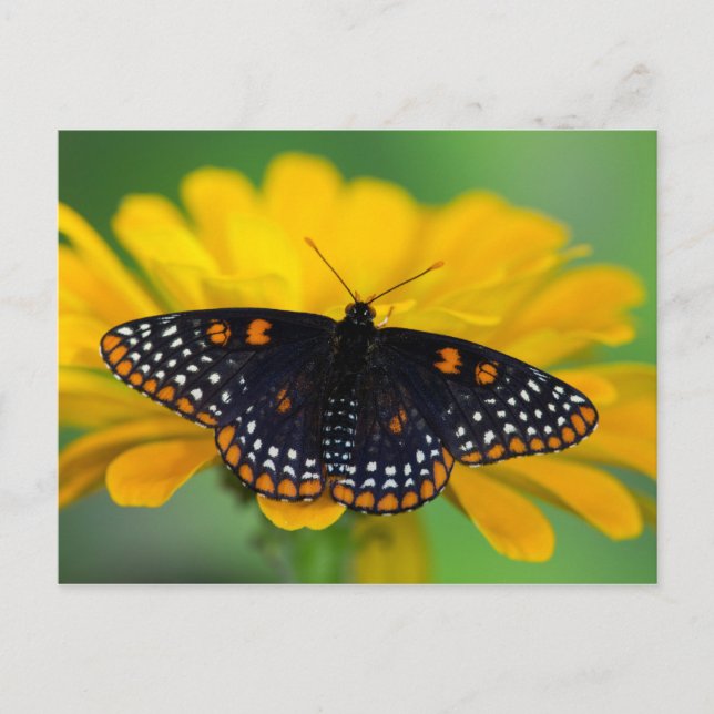 Baltimore Chequered Spot Butterfly Postcard (Front)
