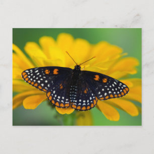 Baltimore Chequered Spot Butterfly Postcard
