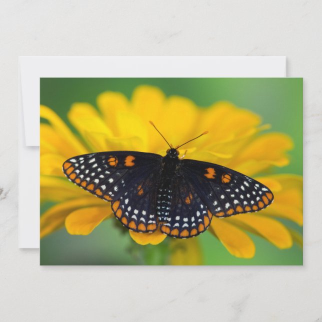 Baltimore Chequered Spot Butterfly Thank You Card (Front)