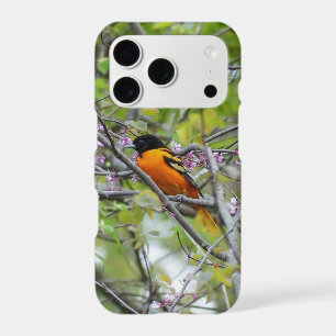 Baltimore Oriole