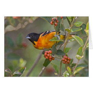 Baltimore Oriole