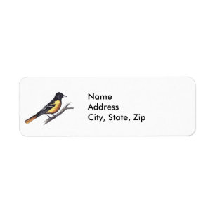 Baltimore Oriole
