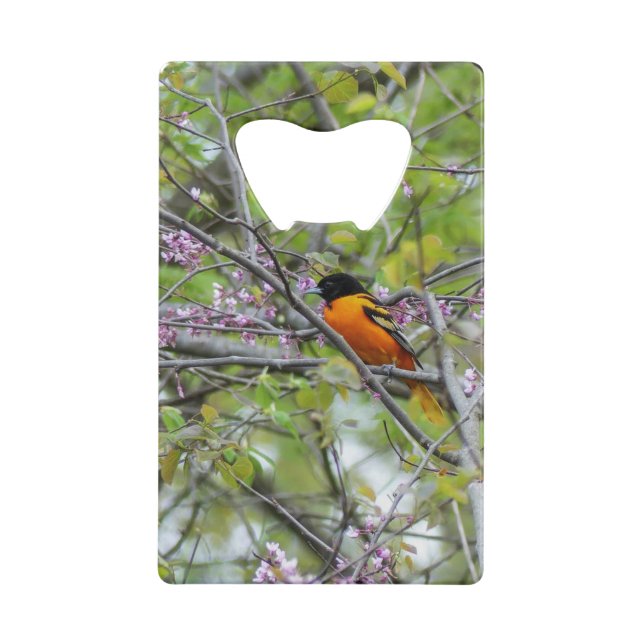 Baltimore Oriole (Back)