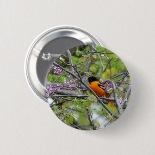Baltimore Oriole 6 Cm Round Badge