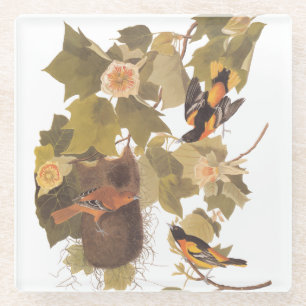 Baltimore Oriole Audubon Bird Family with Nest Glass Coaster