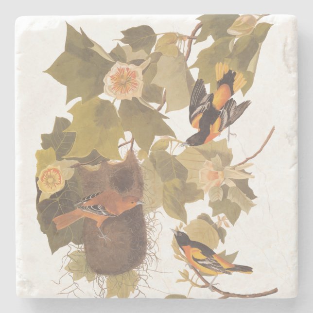 Baltimore Oriole Audubon Bird Family with Nest Stone Coaster (Front)
