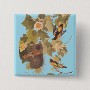 Baltimore Oriole Audubon Birds in Poplar Tree 15 Cm Square Badge