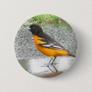 Baltimore Oriole button
