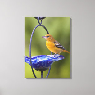 Baltimore Oriole Canvas Print