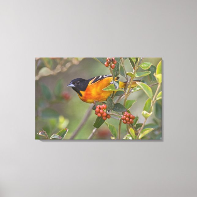 Baltimore Oriole Canvas Print (Front)