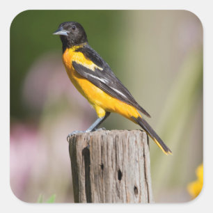 Baltimore Oriole female in flower garden Square Sticker
