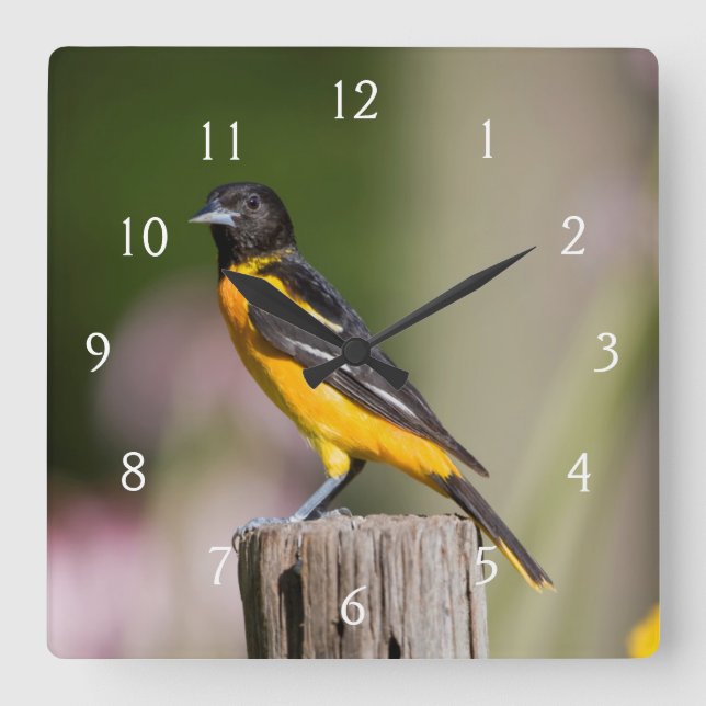 Baltimore Oriole female in flower garden Square Wall Clock (Front)
