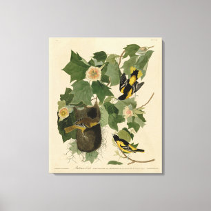 Baltimore Oriole - from Audubon's Birds of America Canvas Print