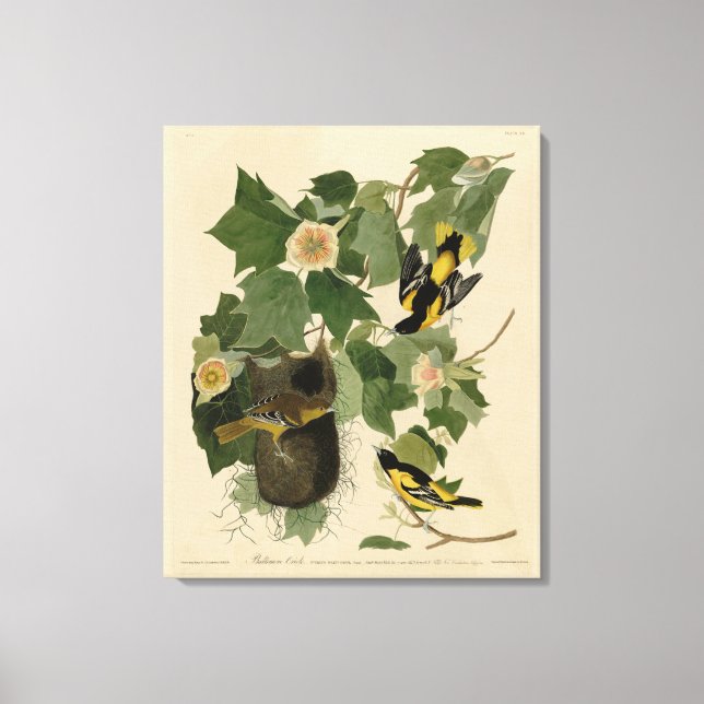 Baltimore Oriole - from Audubon's Birds of America Canvas Print (Front)