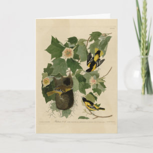 Baltimore Oriole - from Audubon's Birds of America Card