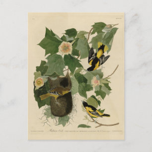 Baltimore Oriole - from Audubon's Birds of America Postcard