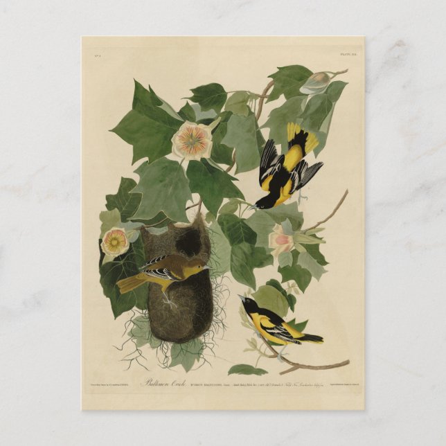 Baltimore Oriole - from Audubon's Birds of America Postcard (Front)