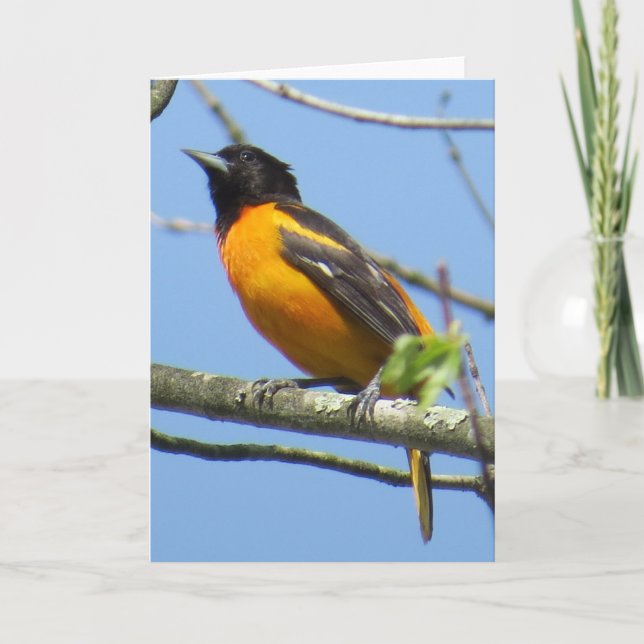 Baltimore Oriole Greeting Card (Front)