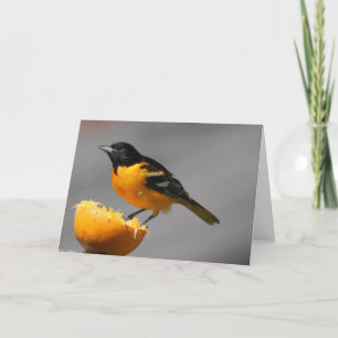 Baltimore Oriole Greeting Card