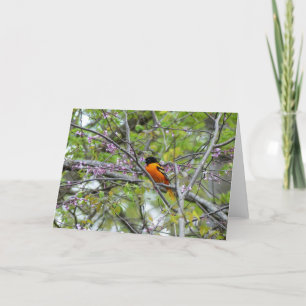 Baltimore Oriole Greeting Card