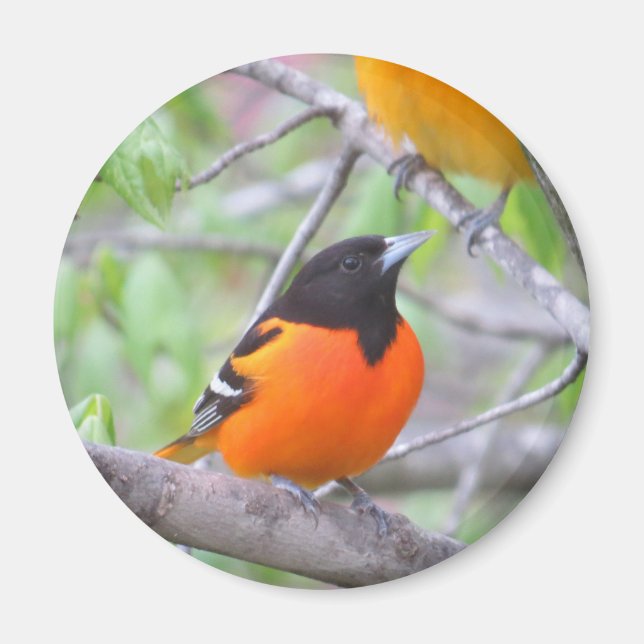 Baltimore Oriole Magnet (Front)