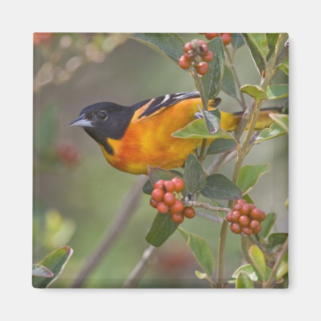 Baltimore Oriole Magnet (Front)