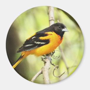Baltimore Oriole Magnet