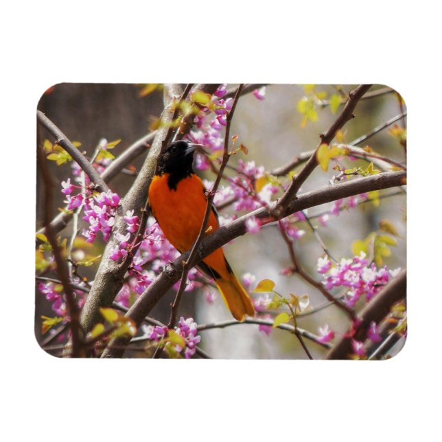 Baltimore Oriole Magnet (Horizontal)