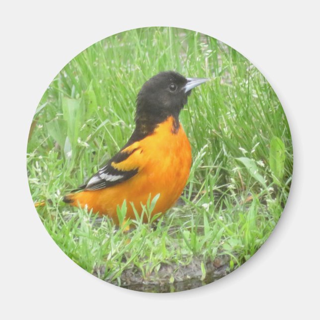 Baltimore Oriole magnet (Front)