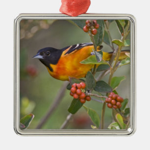 Baltimore Oriole Metal Tree Decoration