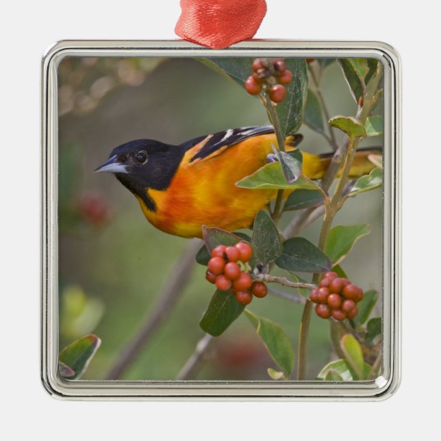 Baltimore Oriole Metal Tree Decoration (Front)