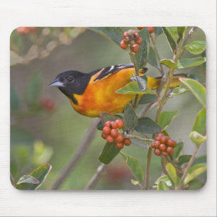 Baltimore Oriole Mouse Mat