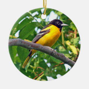 Baltimore Oriole Ornament