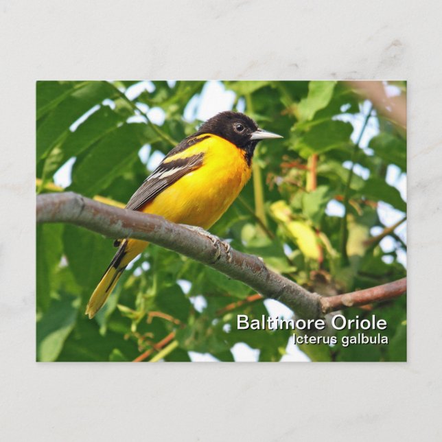 Baltimore Oriole Postcard (Front)