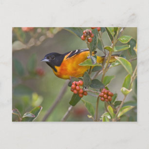 Baltimore Oriole Postcard