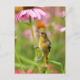 Baltimore Oriole Postcard