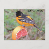 Baltimore oriole