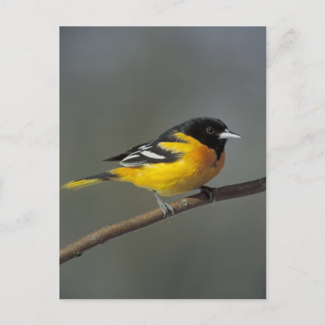 baltimore oriole postcard (Front)