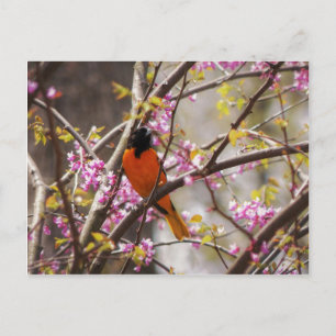 Baltimore Oriole Postcard