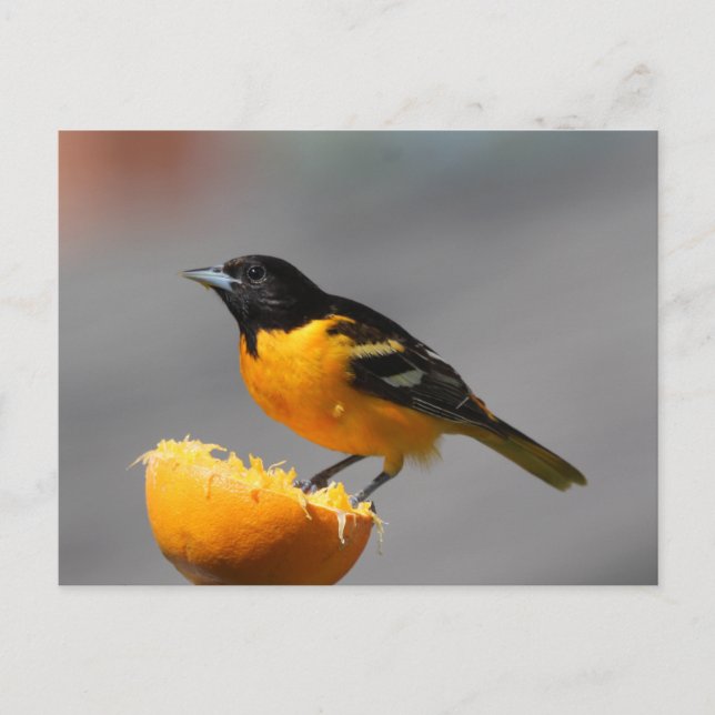 Baltimore Oriole Postcard (Front)