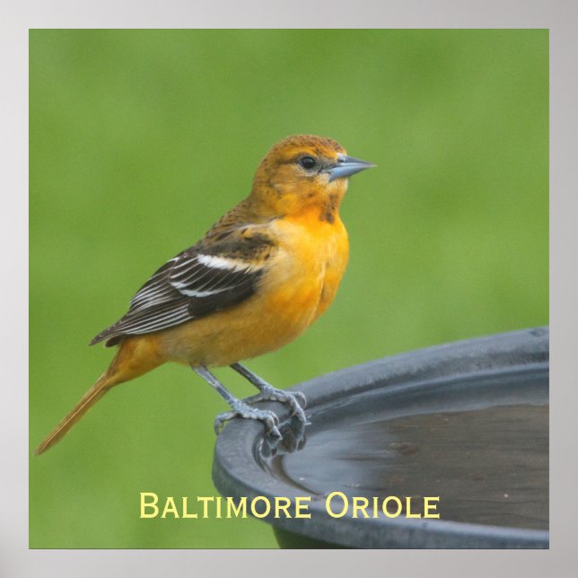 Baltimore Oriole Poster (Front)