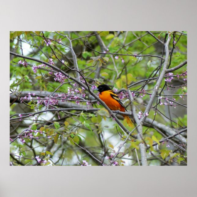 Baltimore Oriole Poster (Front)