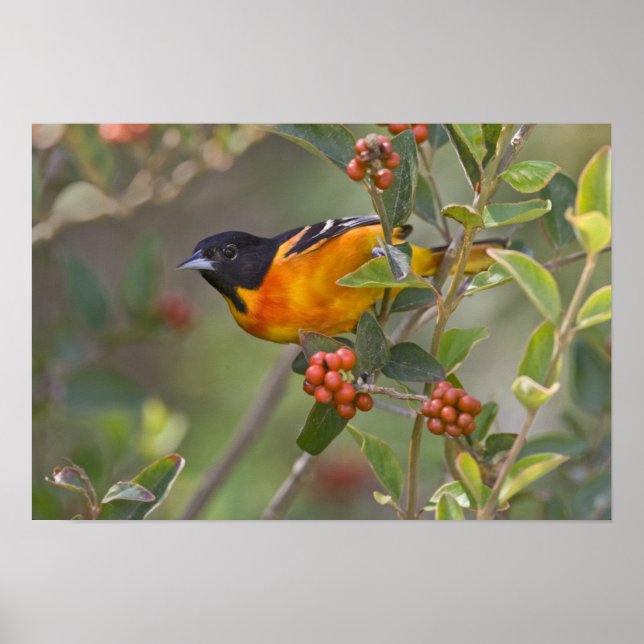 Baltimore Oriole Poster (Front)