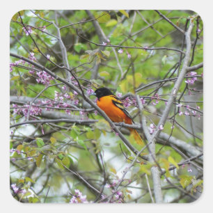 Baltimore Oriole Square Sticker