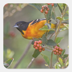 Baltimore Oriole Square Sticker