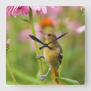 Baltimore Oriole Square Wall Clock